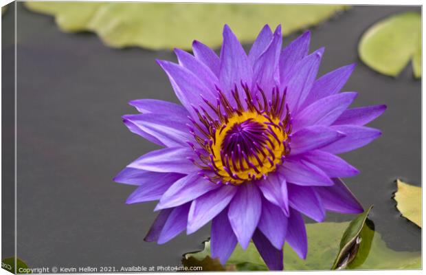 Blue and orange water lily, Nymphaeaceae Canvas Print by Kevin Hellon