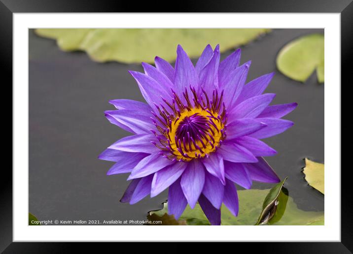 Blue and orange water lily, Nymphaeaceae Framed Mounted Print by Kevin Hellon