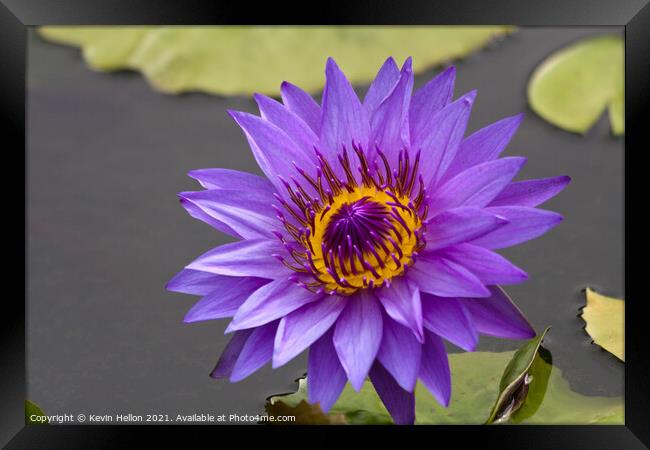 Blue and orange water lily, Nymphaeaceae Framed Print by Kevin Hellon