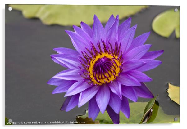 Blue and orange water lily, Nymphaeaceae Acrylic by Kevin Hellon