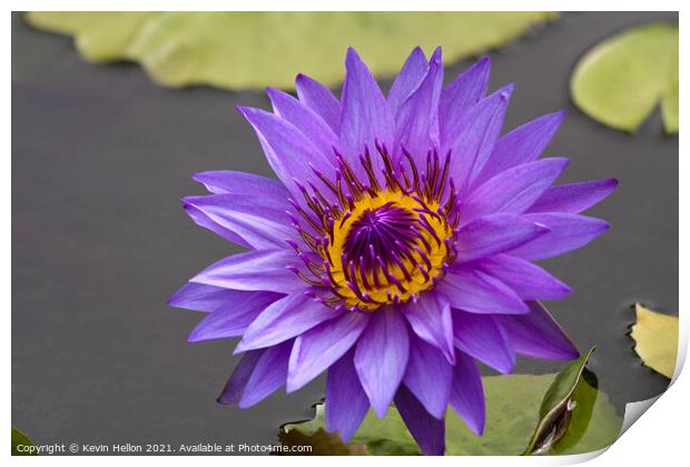 Blue and orange water lily, Nymphaeaceae Print by Kevin Hellon
