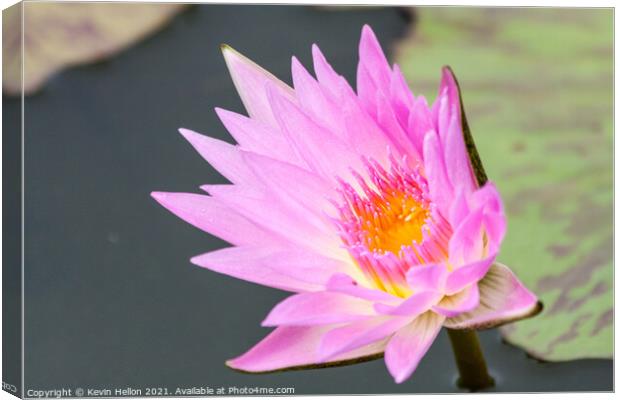 Pink and orange water lily, Nymphaeaceae Canvas Print by Kevin Hellon