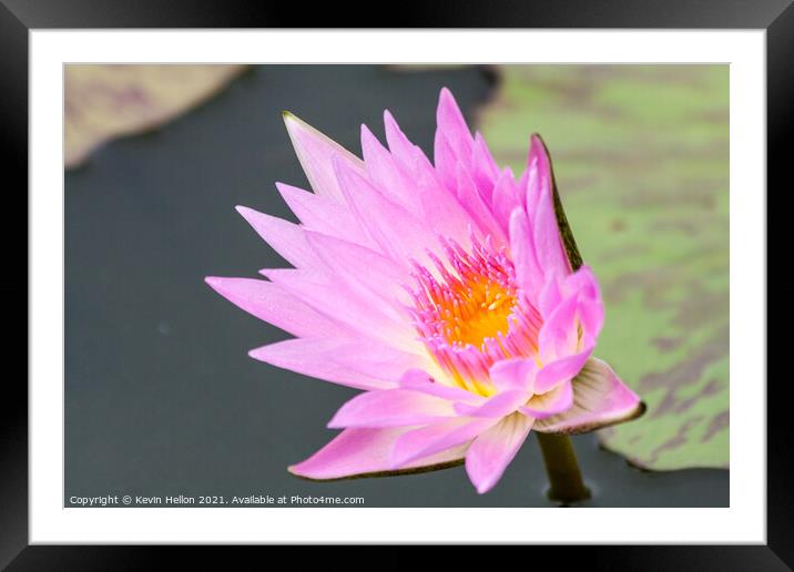 Pink and orange water lily, Nymphaeaceae Framed Mounted Print by Kevin Hellon