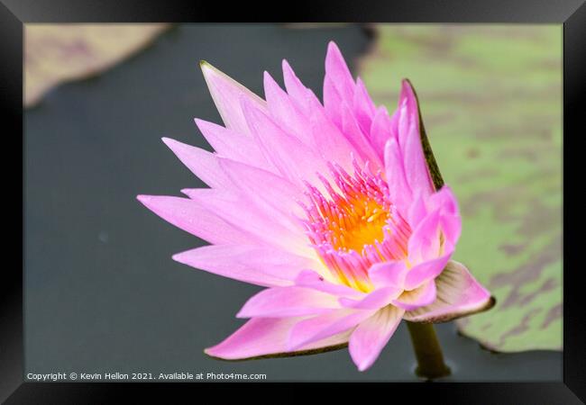 Pink and orange water lily, Nymphaeaceae Framed Print by Kevin Hellon
