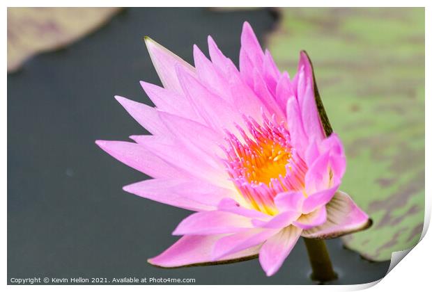 Pink and orange water lily, Nymphaeaceae Print by Kevin Hellon