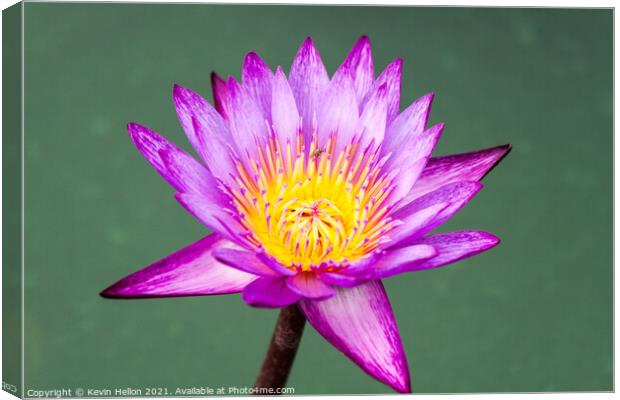 Purple and yellow water lily, Nymphaeaceae Canvas Print by Kevin Hellon
