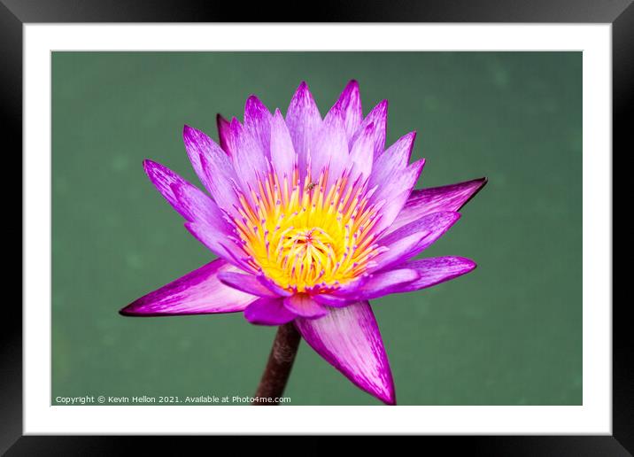 Purple and yellow water lily, Nymphaeaceae Framed Mounted Print by Kevin Hellon