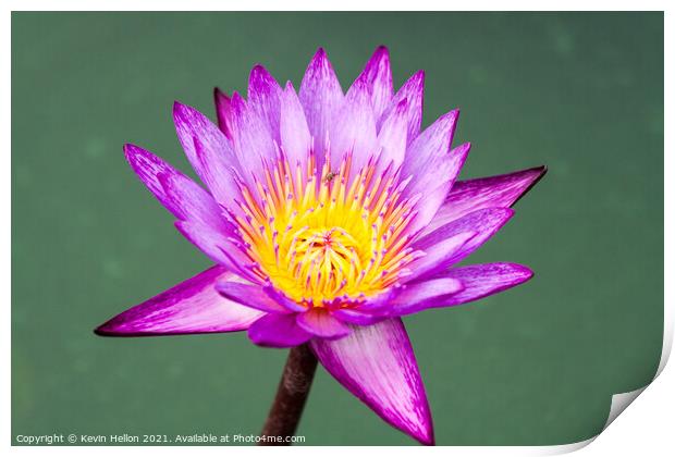 Purple and yellow water lily, Nymphaeaceae Print by Kevin Hellon