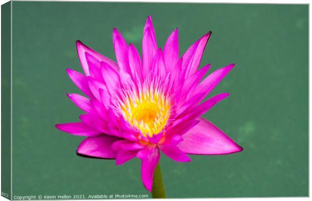 Purple and yellow water lily, Nymphaeaceae Canvas Print by Kevin Hellon