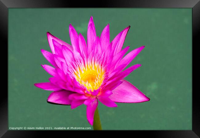 Purple and yellow water lily, Nymphaeaceae Framed Print by Kevin Hellon