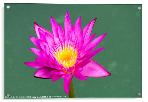 Purple and yellow water lily, Nymphaeaceae Acrylic by Kevin Hellon