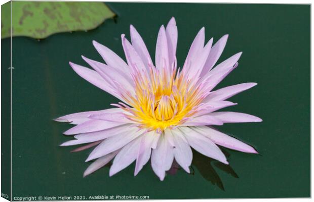 Lilac and orange water lily, Nymphaeaceae Canvas Print by Kevin Hellon