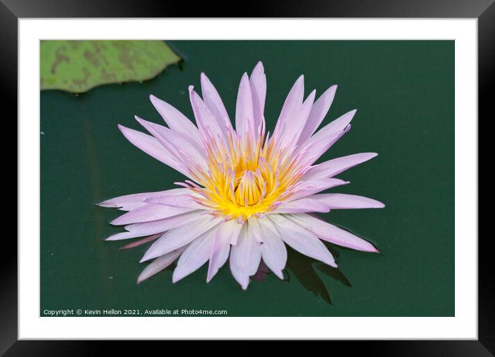 Lilac and orange water lily, Nymphaeaceae Framed Mounted Print by Kevin Hellon