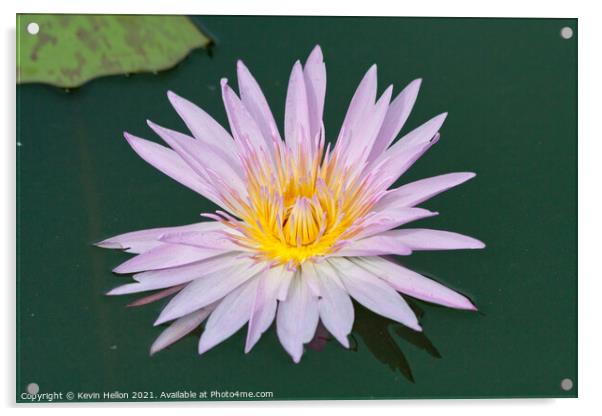 Lilac and orange water lily, Nymphaeaceae Acrylic by Kevin Hellon