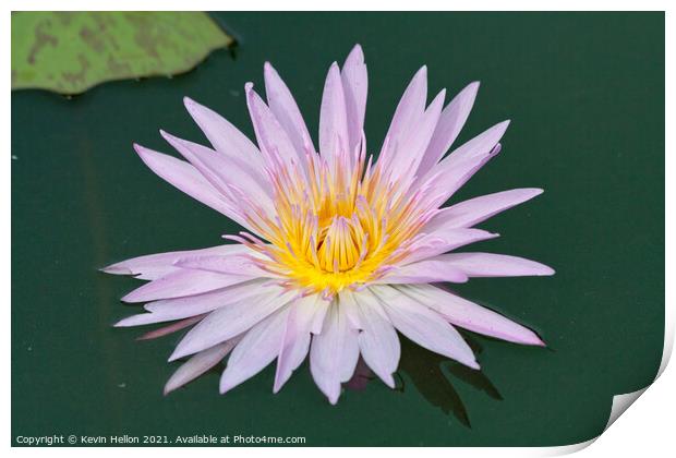 Lilac and orange water lily, Nymphaeaceae Print by Kevin Hellon