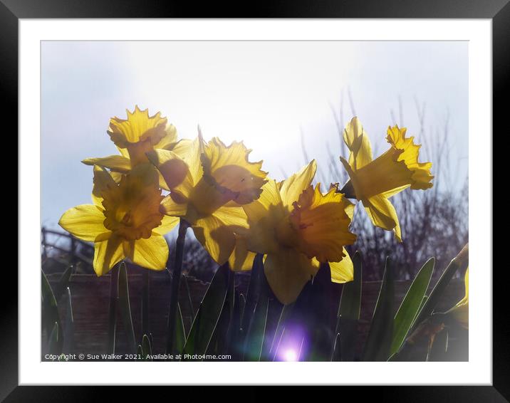 Daffodils Framed Mounted Print by Sue Walker