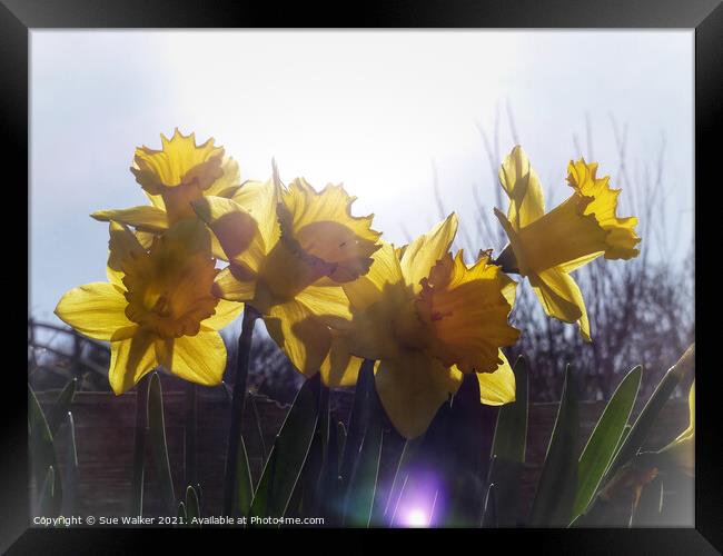 Daffodils Framed Print by Sue Walker