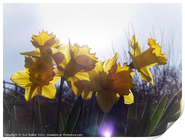 Daffodils Print by Sue Walker