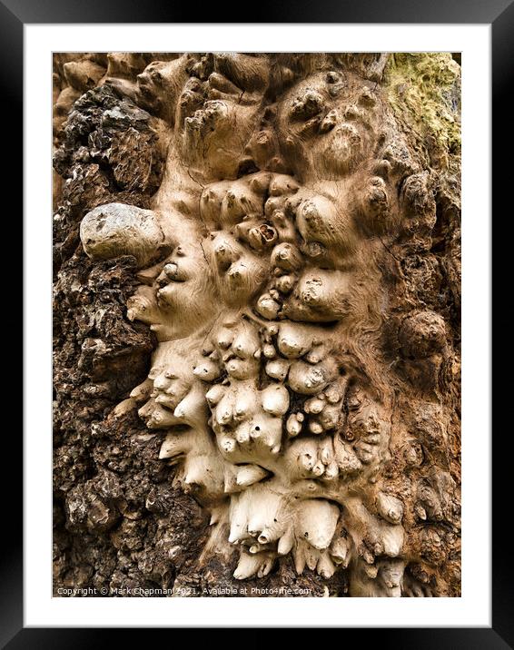 Oak tree Burl closeup Framed Mounted Print by Photimageon UK