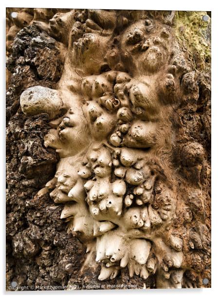 Oak tree Burl closeup Acrylic by Photimageon UK