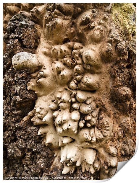 Oak tree Burl closeup Print by Photimageon UK