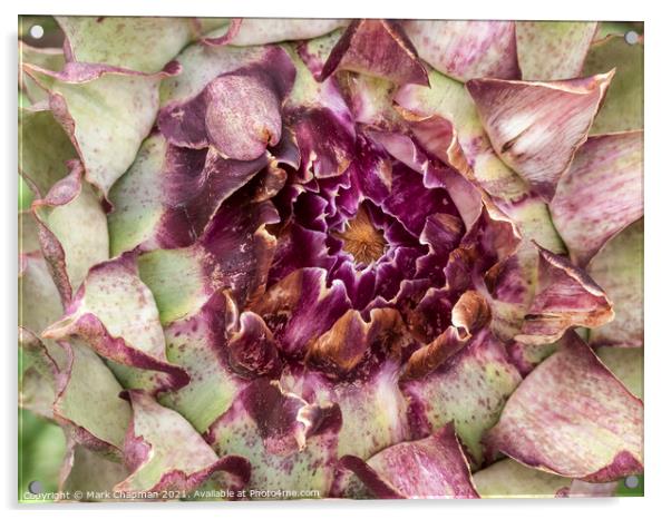 Artichoke flower detail Acrylic by Photimageon UK