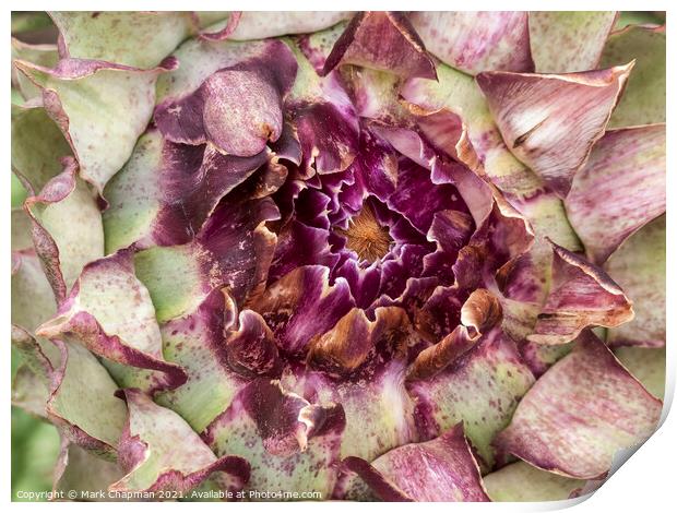 Artichoke flower detail Print by Photimageon UK