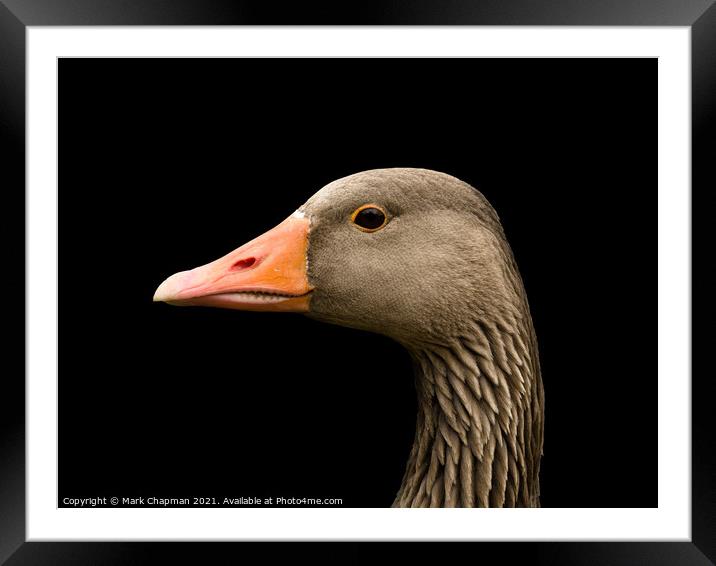 Greylag goose head Framed Mounted Print by Photimageon UK