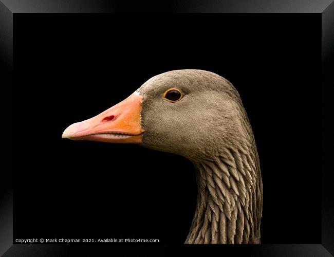 Greylag goose head Framed Print by Photimageon UK