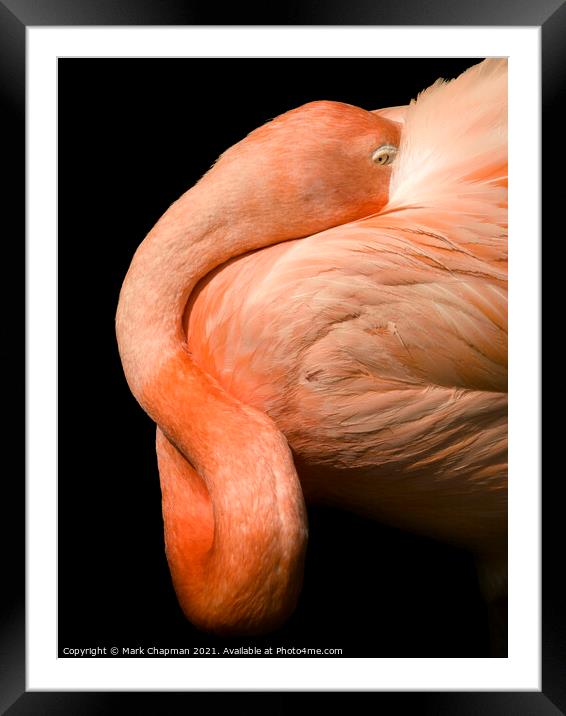 A closeup of a flamingo Framed Mounted Print by Photimageon UK