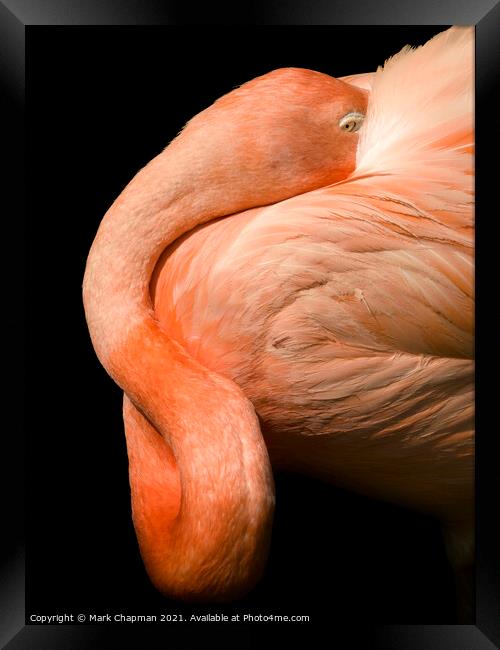 A closeup of a flamingo Framed Print by Photimageon UK