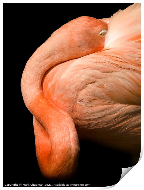 A closeup of a flamingo Print by Photimageon UK