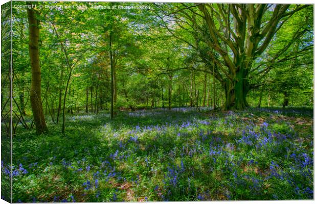 Enchanted Bluebell Forest Canvas Print by Derek Daniel