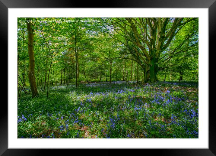Enchanted Bluebell Forest Framed Mounted Print by Derek Daniel