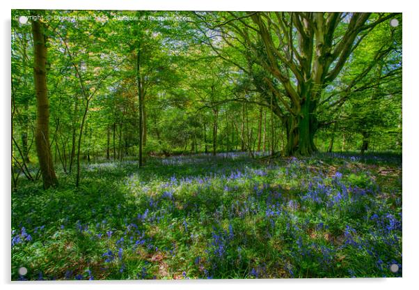 Enchanted Bluebell Forest Acrylic by Derek Daniel