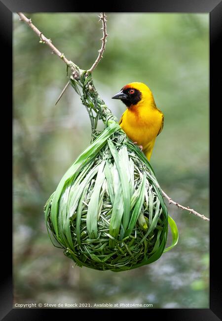 Baglafecht Weaver Bird On Its Nest Framed Print by Steve de Roeck