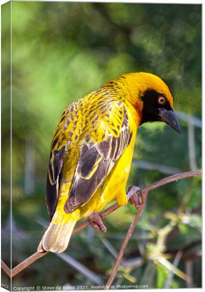Bagalfeht Weaver Bird Shows Off His Colourful Feathers Canvas Print by Steve de Roeck