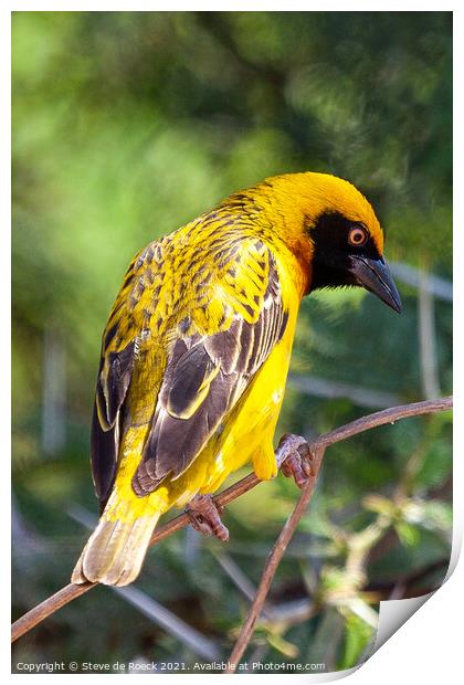 Bagalfeht Weaver Bird Shows Off His Colourful Feathers Print by Steve de Roeck