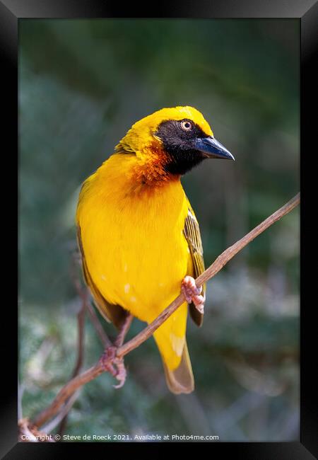 Beautiful Yellow Baglafecht Weaver Bird Framed Print by Steve de Roeck