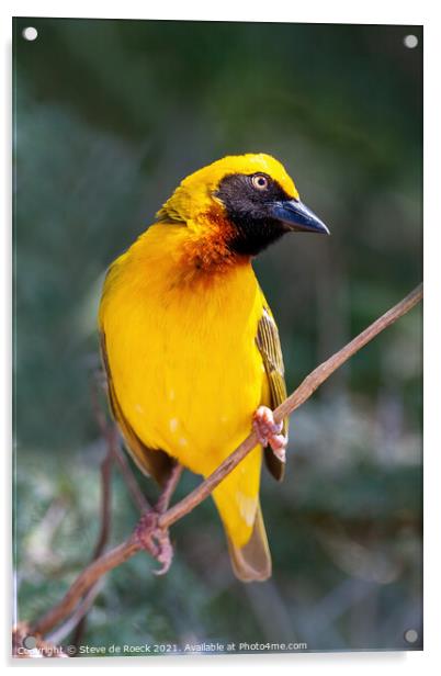 Beautiful Yellow Baglafecht Weaver Bird Acrylic by Steve de Roeck