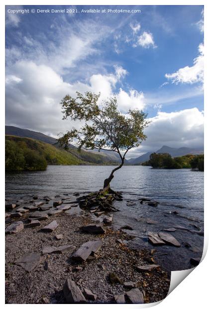 The Lone Tree at Llyn Padarn Print by Derek Daniel