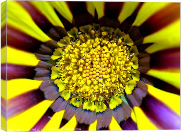 Flower in Macro (Gazania) Canvas Print by john hill