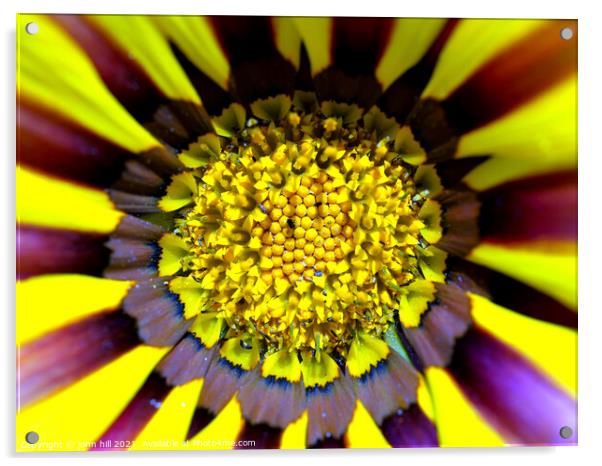 Flower in Macro (Gazania) Acrylic by john hill