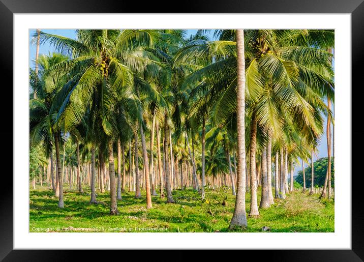 Coconut palm trees - Espiritu Santo Framed Mounted Print by Laszlo Konya