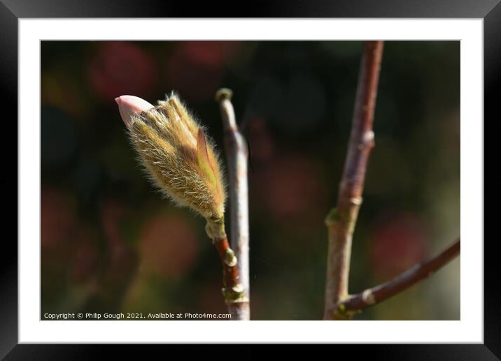 Magnolia Stellata coming out of bud (stage 2). Framed Mounted Print by Philip Gough