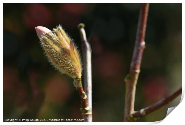 Magnolia Stellata coming out of bud (stage 2). Print by Philip Gough