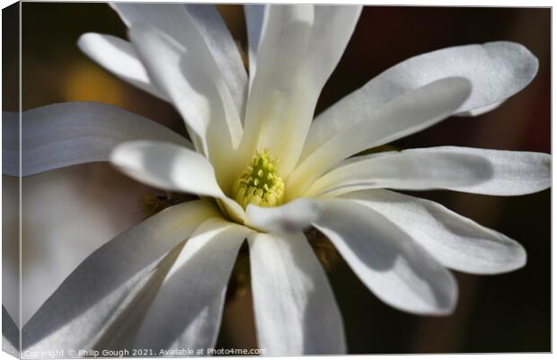 Magnolia Stellata in full bloom (final stage 5) Canvas Print by Philip Gough