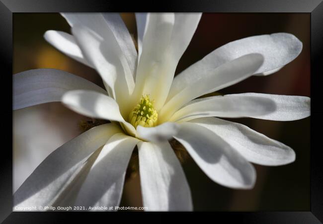 Magnolia Stellata in full bloom (final stage 5) Framed Print by Philip Gough
