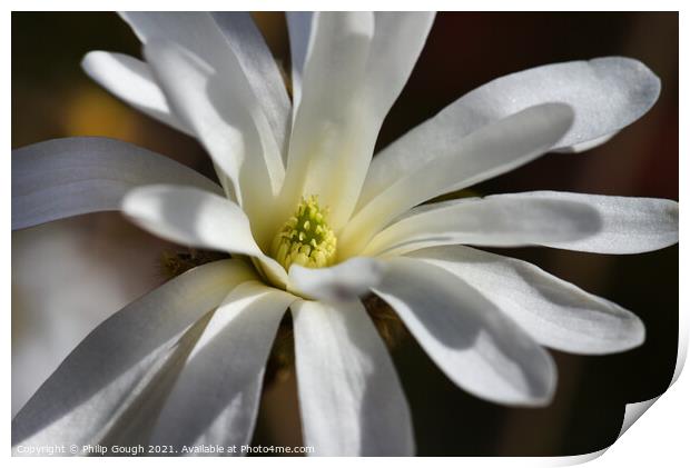 Magnolia Stellata in full bloom (final stage 5) Print by Philip Gough