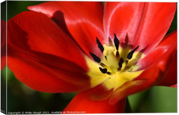 Garden Tulip (Tulipa gesneriana) Didiers Tulip Canvas Print by Philip Gough